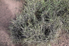 Muhlenbergia torreyi