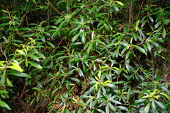 Tasmannia lanceolata