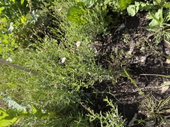 Vittadinia