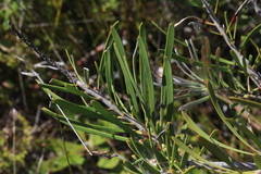 Melaleuca pachyphylla