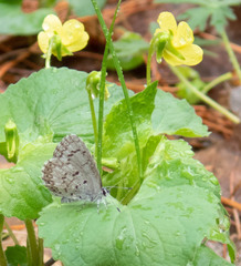 Celastrina