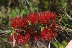 Melaleuca pachyphylla