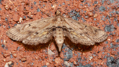 Parapoynx crisonalis