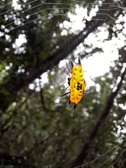 Gasteracantha quadrispinosa
