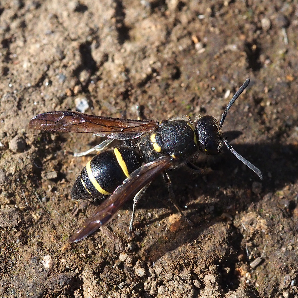 Ancistrocerus melanocerus