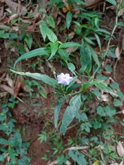 Eranthemum tetragonum