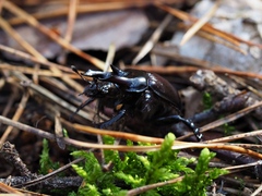 Typhaeus typhoeus