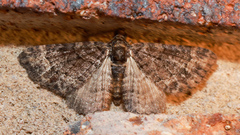 Larentiinae