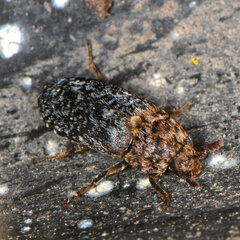 Dermestes undulatus