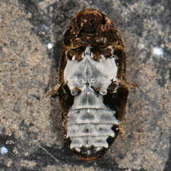 Dermestes undulatus