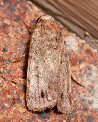 Athetis maculatra