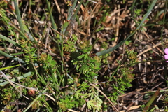 Bauera capitata