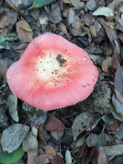 Russula cremoricolor