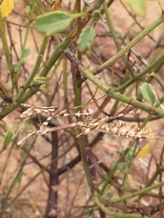 Empusa
