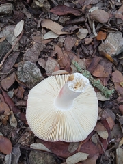 Russula cremoricolor
