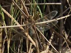 Rhionaeschna absoluta