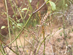 Empusa