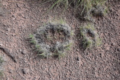 Muhlenbergia torreyi