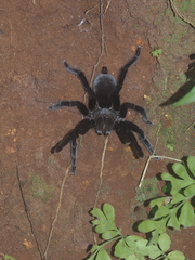 Selenocosmia javanensis