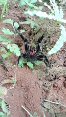 Selenocosmia javanensis