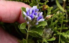 Psoralea bracteolata