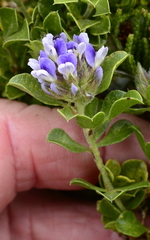 Psoralea bracteolata
