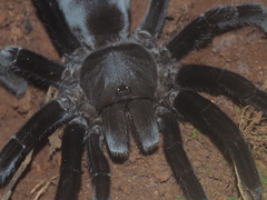 Selenocosmia javanensis