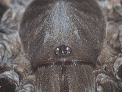 Selenocosmia javanensis