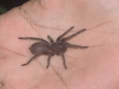 Phlogiellus subinermis