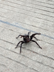 Selenocosmia javanensis