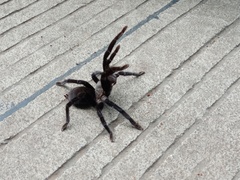 Selenocosmia javanensis