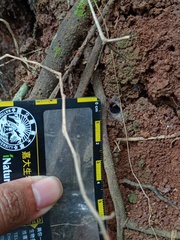 Phlogiellus subinermis