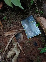 Selenocosmia javanensis