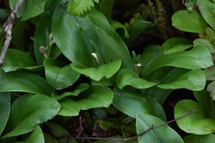 Galearis spectabilis