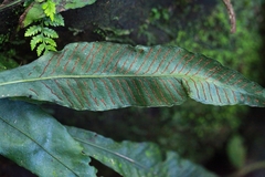 Leptochilus wrightii