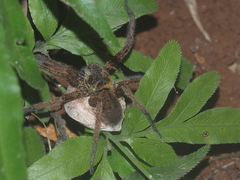 Heteropoda martinae