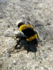 Bombus terrestris