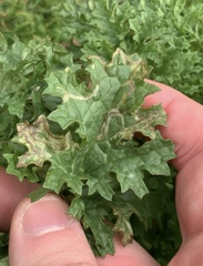 Phytomyza syngenesiae