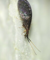 Sisyridae