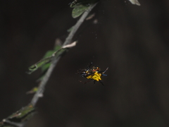 Macracantha hasselti