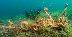 Porifera