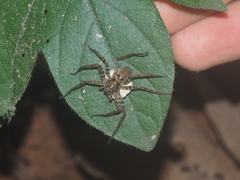 Heteropodinae