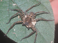 Heteropodinae