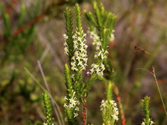Struthiola striata