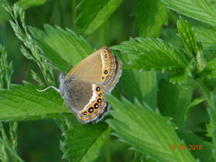Coenonympha hero