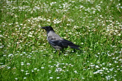 Corvus cornix × corone