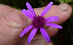 Senecio cymbalarifolius