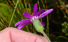 Senecio cymbalarifolius