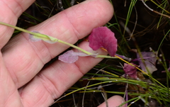 Senecio cymbalarifolius