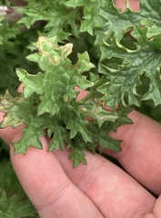 Phytomyza syngenesiae